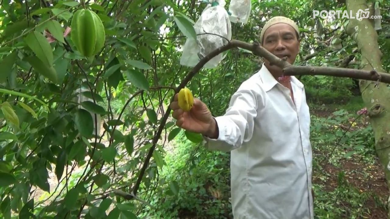 Diserang Lalat Buah, Puluhan Hektar Kebun Belimbing Rusak