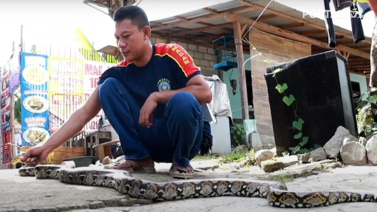 Teror Ternak Warga, Petugas Evakuasi Ular Piton Sepanjang 3 Meter