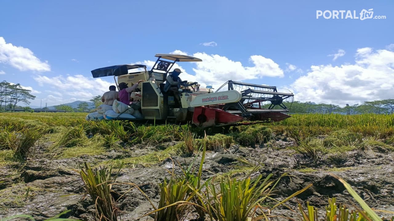 Hasil Panen Padi Petani di Pacitan Merosot