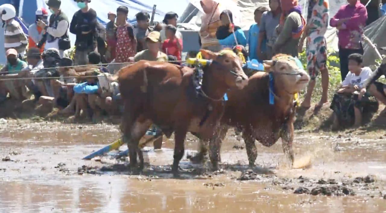 Serunya Karapan Sapi Brujul, Pestanya Para Petani di Kota Probolinggo