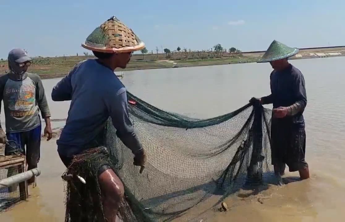 Debit Air Bendungan Dawuhan Madiun Mengering, Warga Panen Ikan