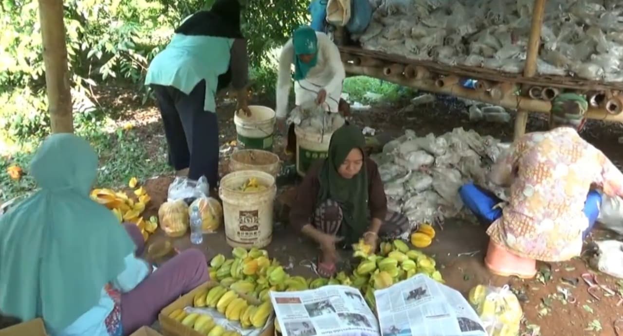 Panen Raya, Petani Belimbing Madu di Tuban Raup Cuan Jutaan Rupiah