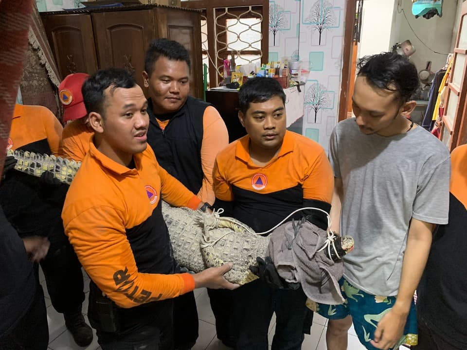 Lepas ke Jalan, Buaya Muara Gegerkan Warga Lawang Seketeng