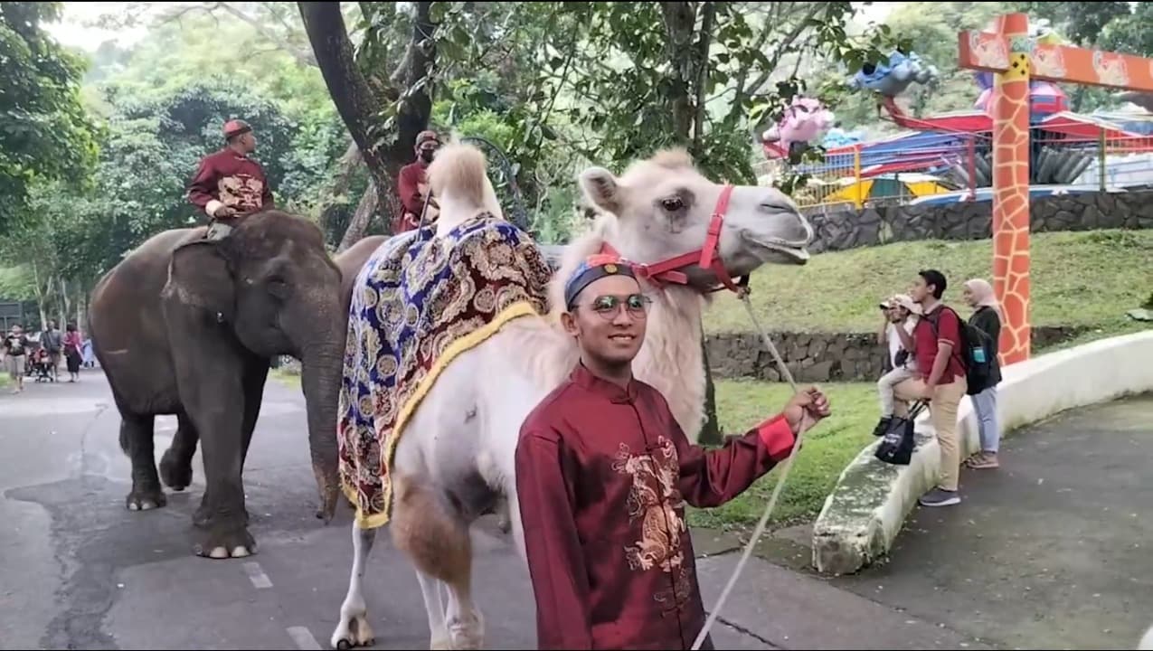 Tahun Baru Imlek, Pengunjung Taman Safari Indonesia II Dimanjakan Parade Satwa