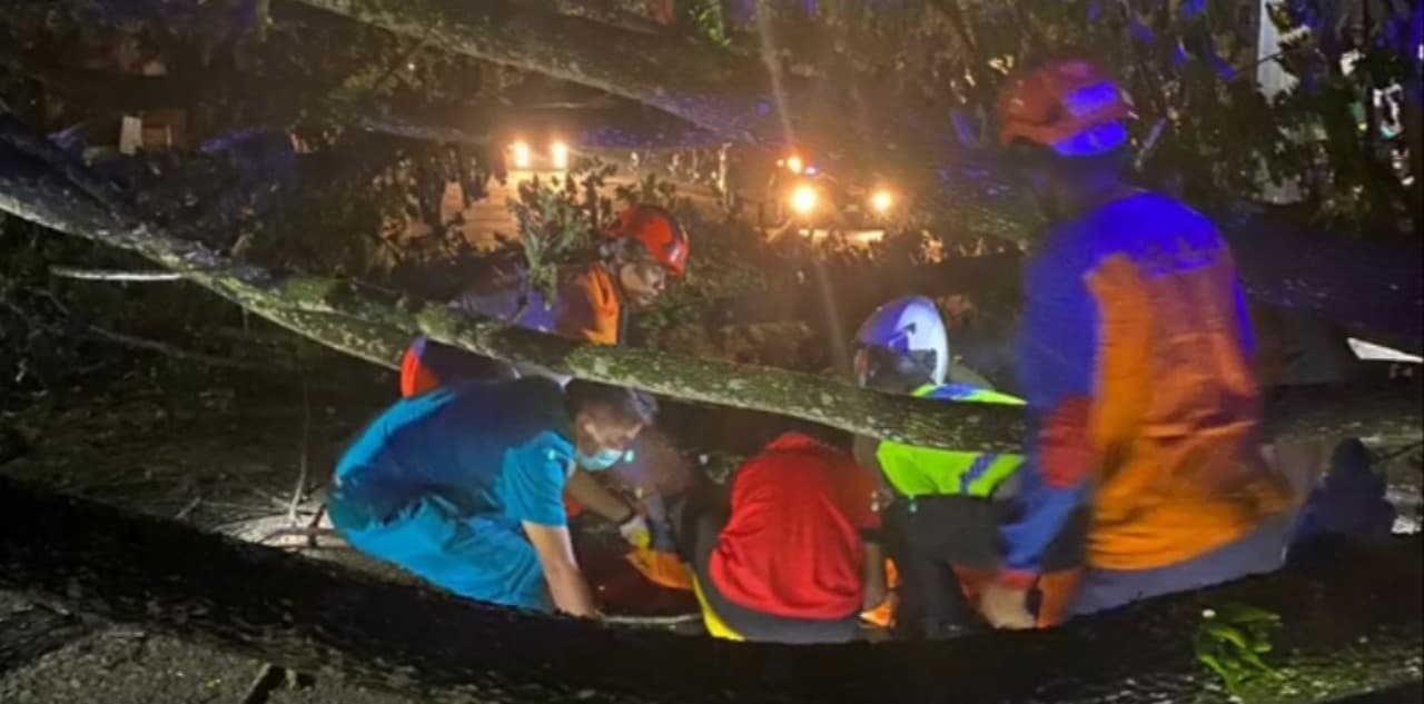 Pengendara Motor di Trenggalek Tewas Tertimpa Pohon Trembesi