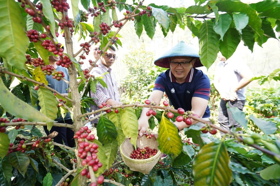 Panen Kopi Arabica di Desa Bulukerto, Pj Wali Kota Batu : Tingkatkan Ekonomi Masyarakat