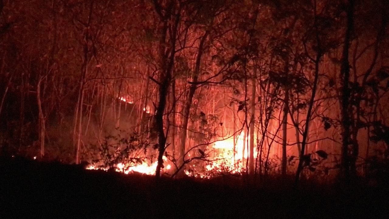 7 Hektar Hutan Rimba Campur Terbakar Ancam Pemukiman