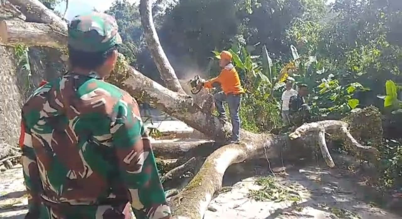 Angin Kencang Terjang Mojokerto, Tiga Pohon Tumbang Tutup Akses Jalan