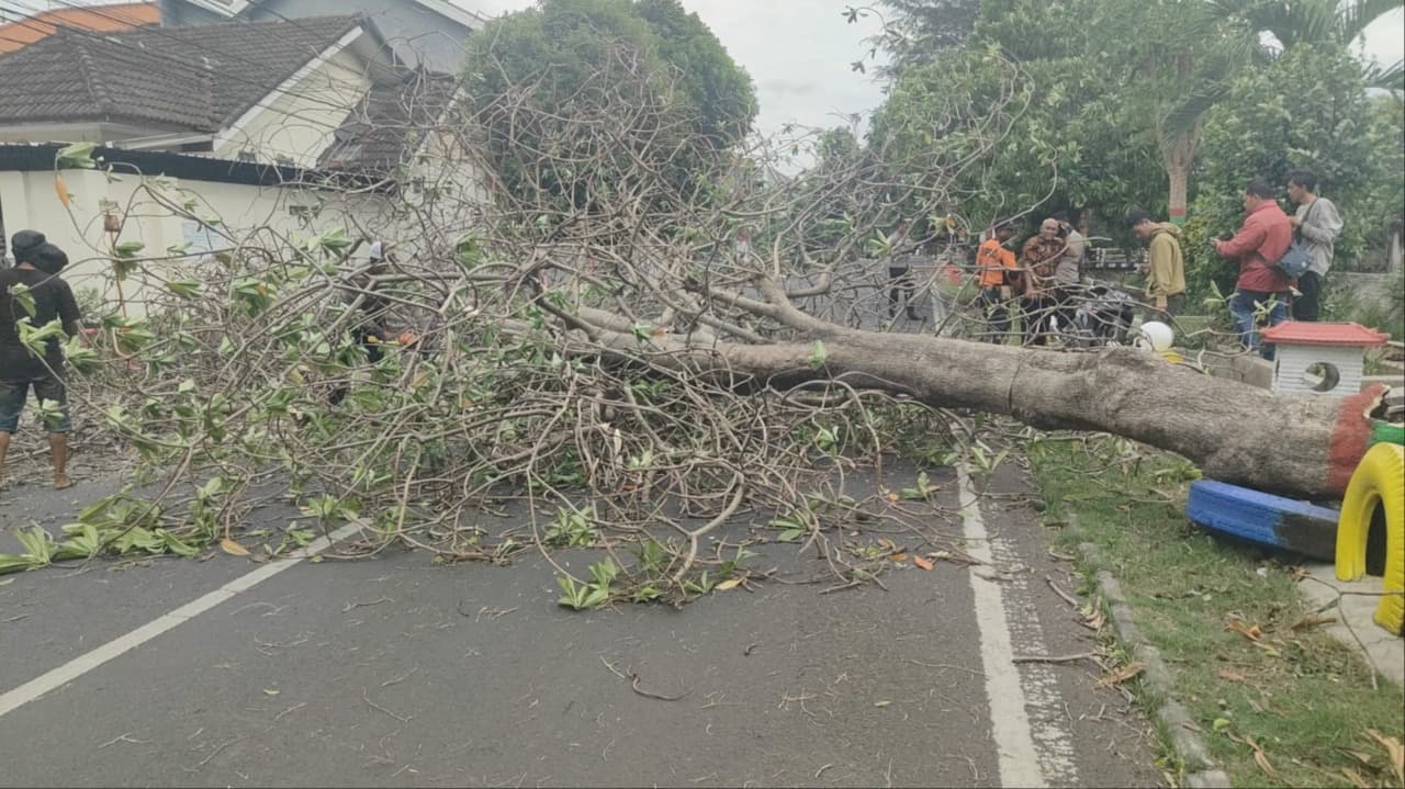 Angin Kencang Terjang Kota Mojokerto, 10 Pohon Tumbang dan 2 Orang Terluka