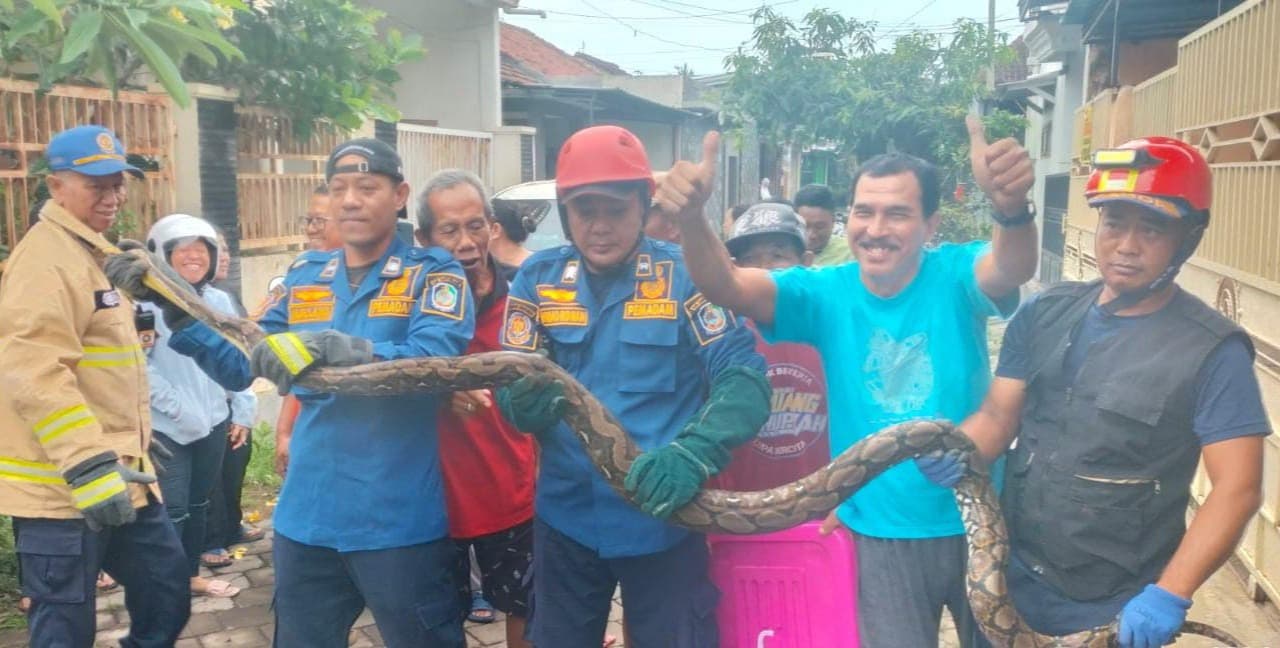 Damkarmat Banyuwangi Evakuasi Ular Phython Sepanjang 4 Meter
