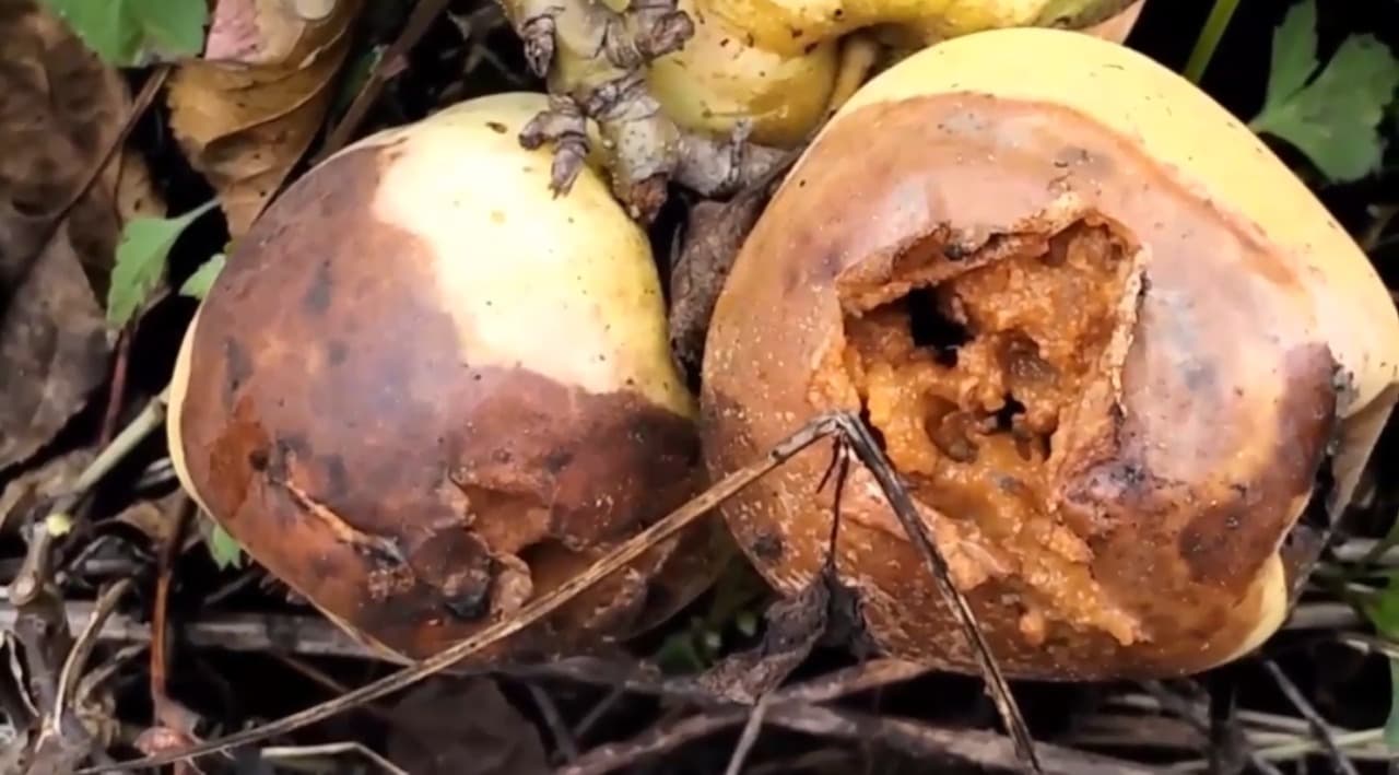 Musim Penghujan Buah Apel di Kota Batu Banyak Yang Rusak