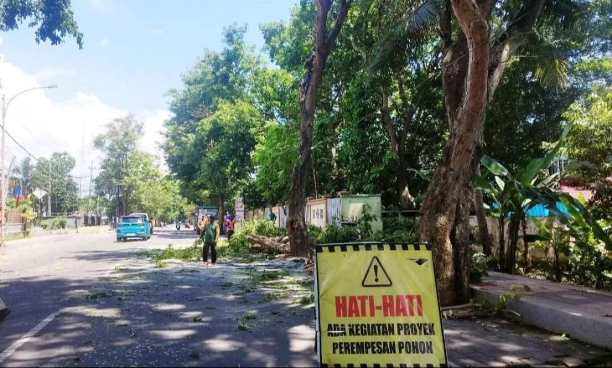 Cegah Pohon Tumbang saat Cuaca Ektrem, Banyuwangi Lakukan Perempesan Pohon