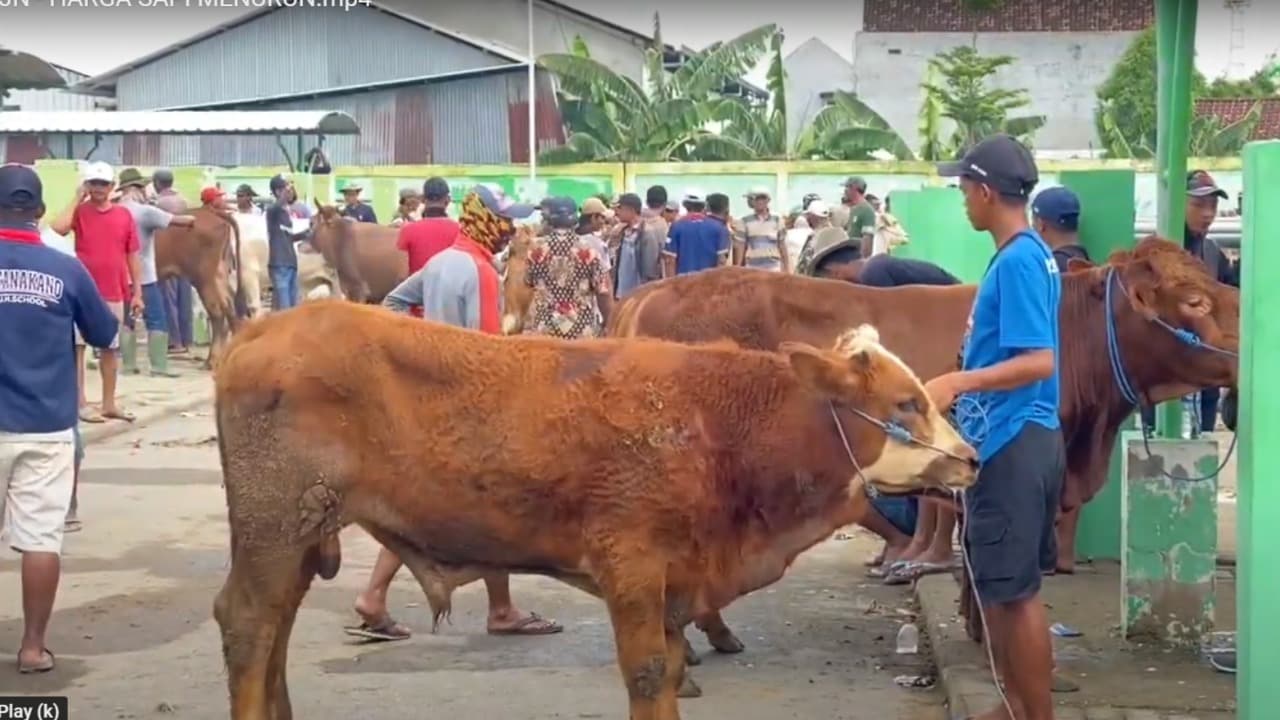 Harga Sapi di Pasar Hewan Balen Bojonegoro Turun Drastis Awal Tahun 2025