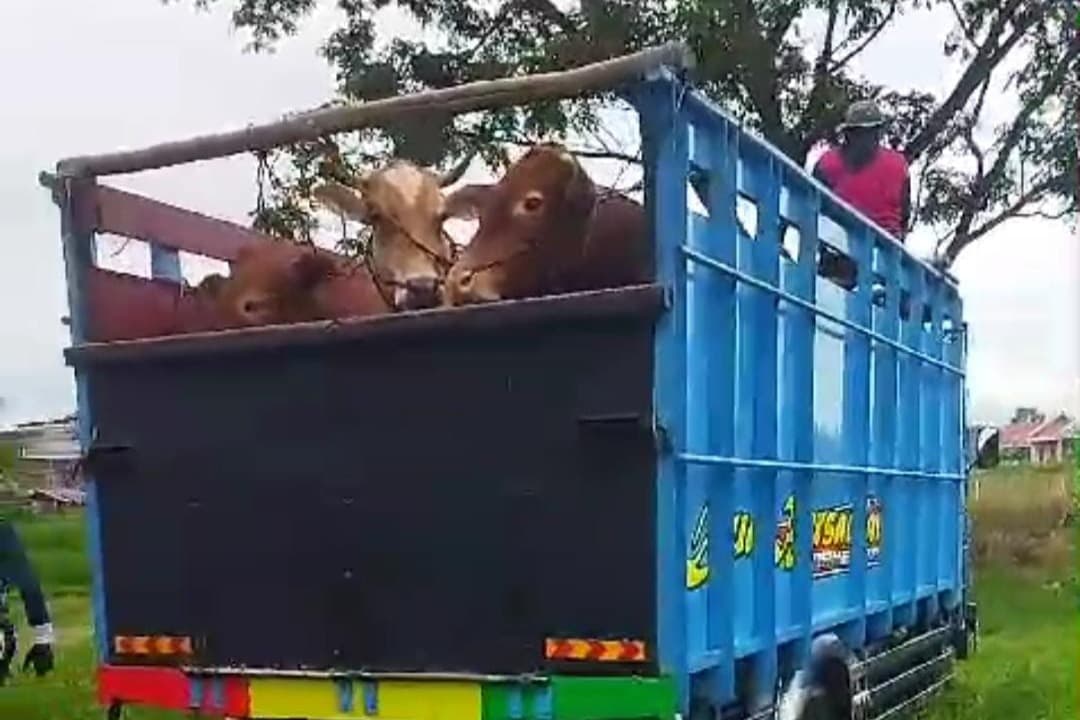belum miliki surat rekomendasi, pedagang sapi dari Jember di minta kembali
