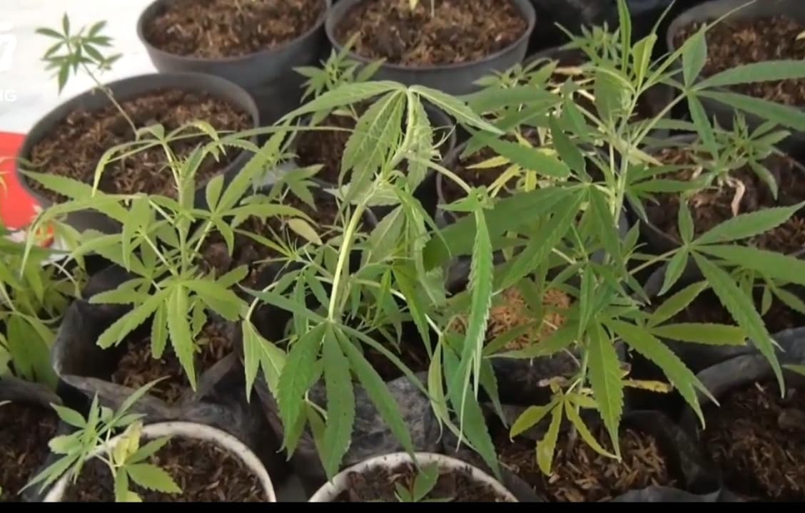 Sarjana Pertanian Tanam Ganja Berkali-kali Panen Ditangkap Polisi