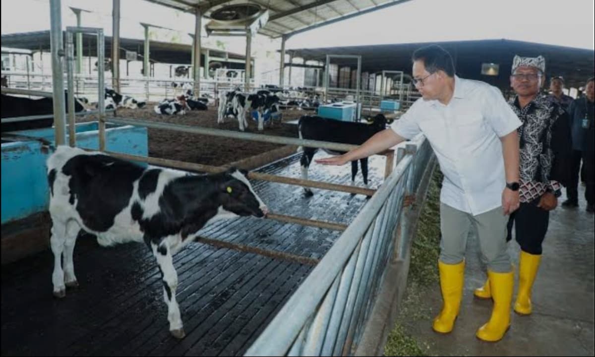 Penuhi Kebutuhan Susu, Jatim Impor Ribuan Sapi Perah dari Australia