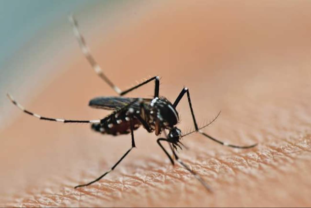 Di Banyuwangi Kasus Chikungunya Mengganas, Dinkes Tetapkan KLB Lokal