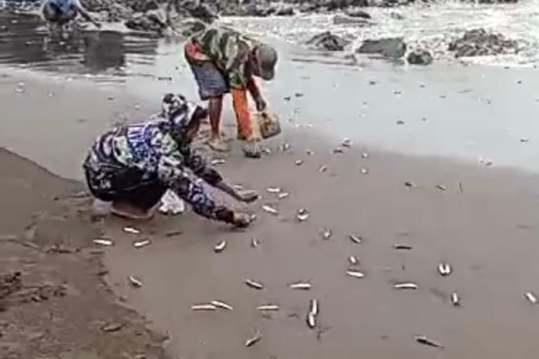 Dinas Perikanan Menyebut, Fenomena Ikan Naik Ke Daratan ada Beberapa Faktor