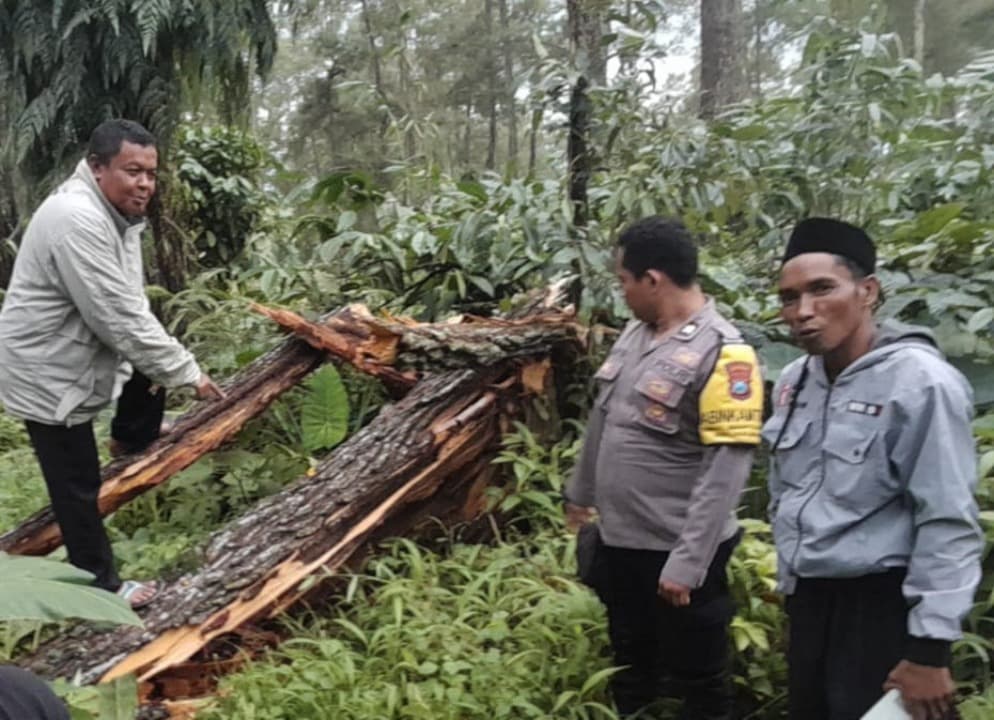 Tertimpa Pohon Pinus Sepulang Merumput Warga Kalibaru Meninggal
