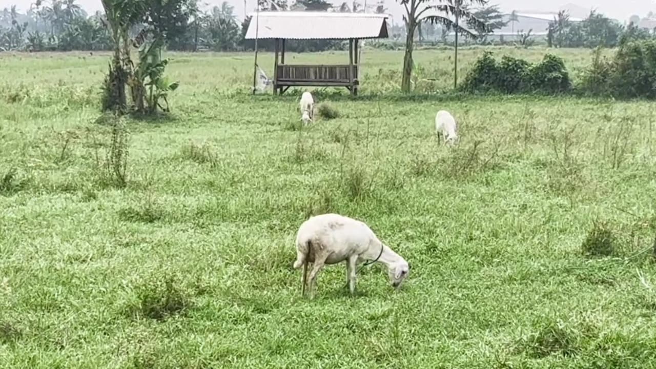 Diserang Hama, Tikus 60 Hektar Sawah di Lumajang Tak Bisa Ditanami