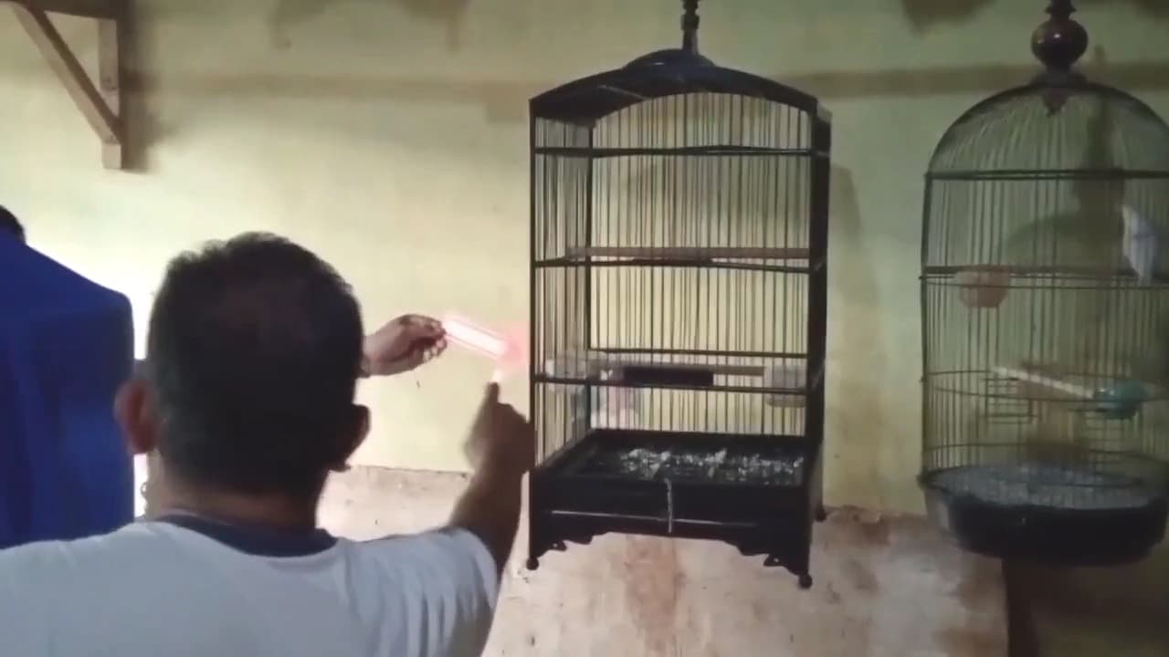 Kios Burung di Pasar Srijaya Dibobol Maling, Tujuh Burung Kicau Raib