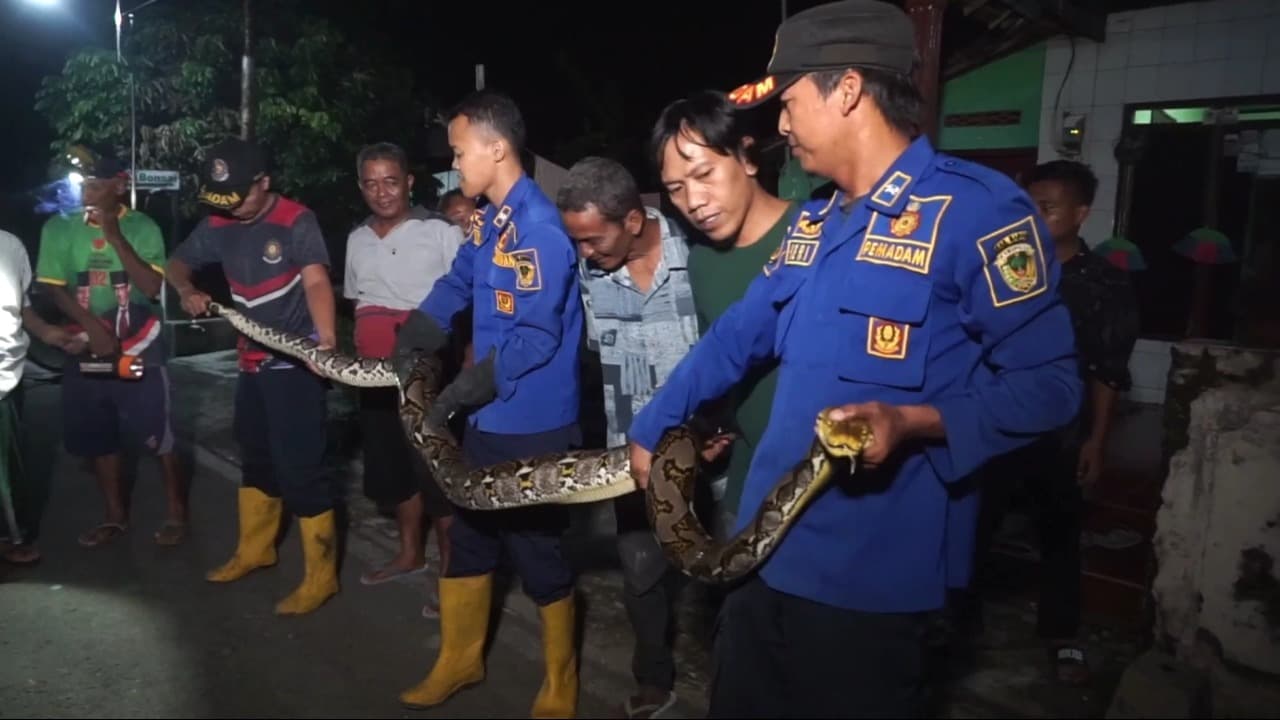 Petugas Damkar Evakuasi Ular Sanca 5 Meter dari Rumah Warga