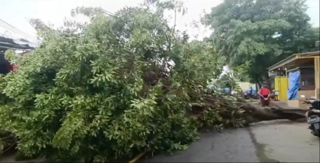 Pohon Kenari Tumbang Tutup Akses Jalur Mudik Sampang-Pamekasan