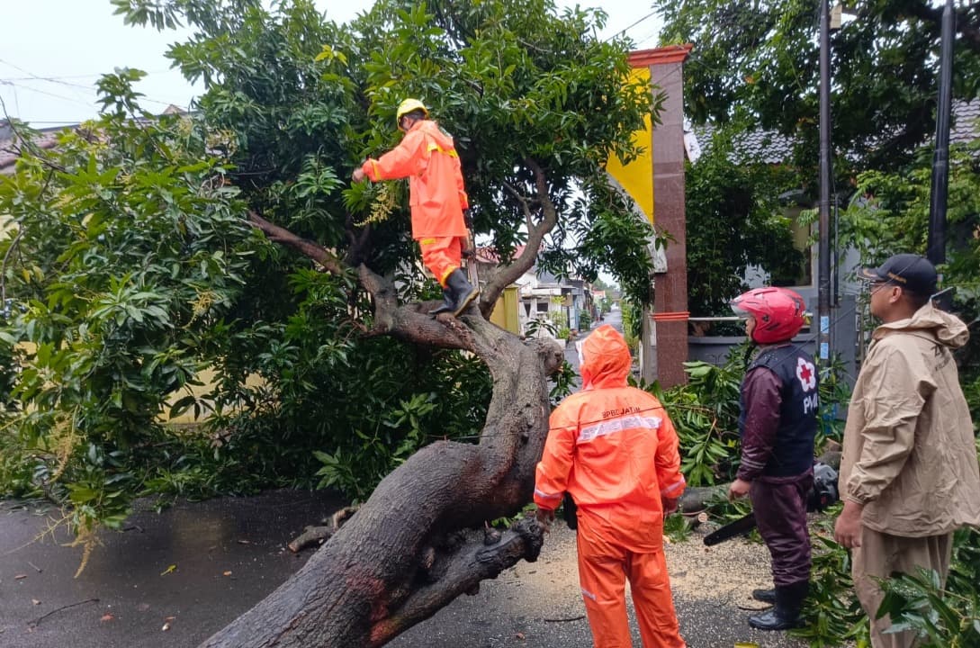 Pohon Mangga Gadung Tumbang Tutup Akses Jalan di Kota Mojokerto