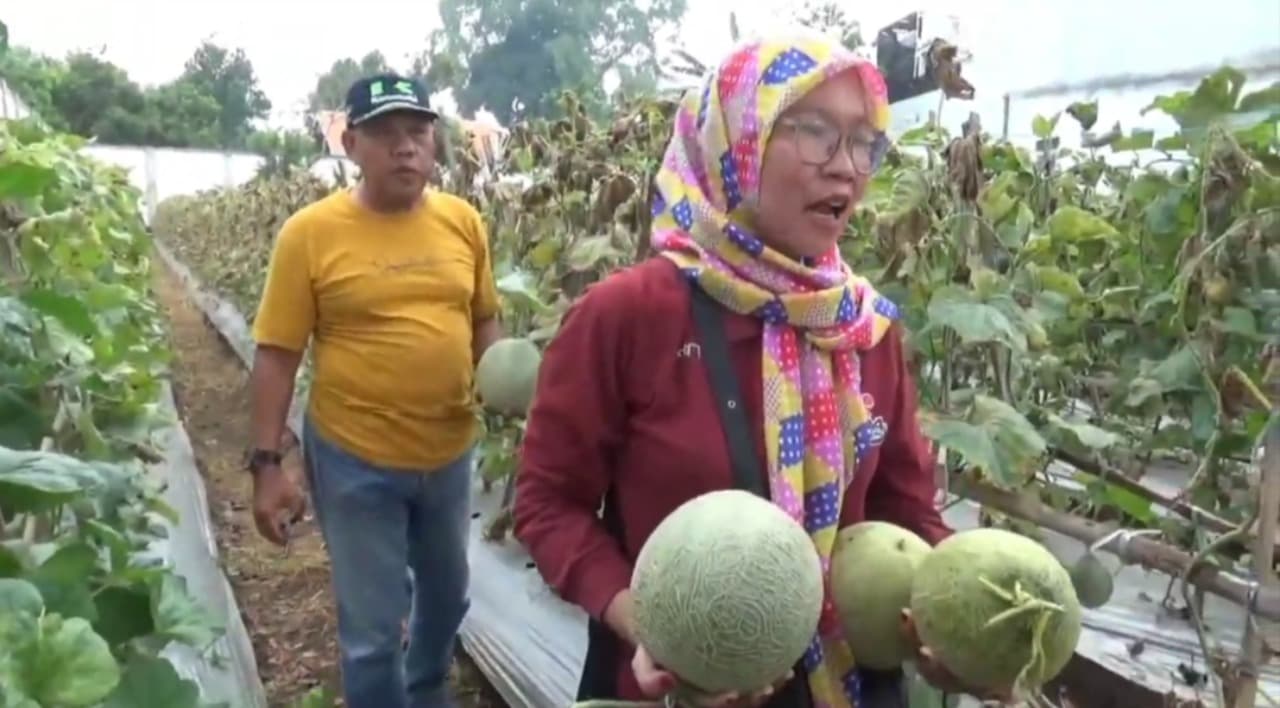Warga Bangkalan Sukses Budidaya Melon di Lahan Kering