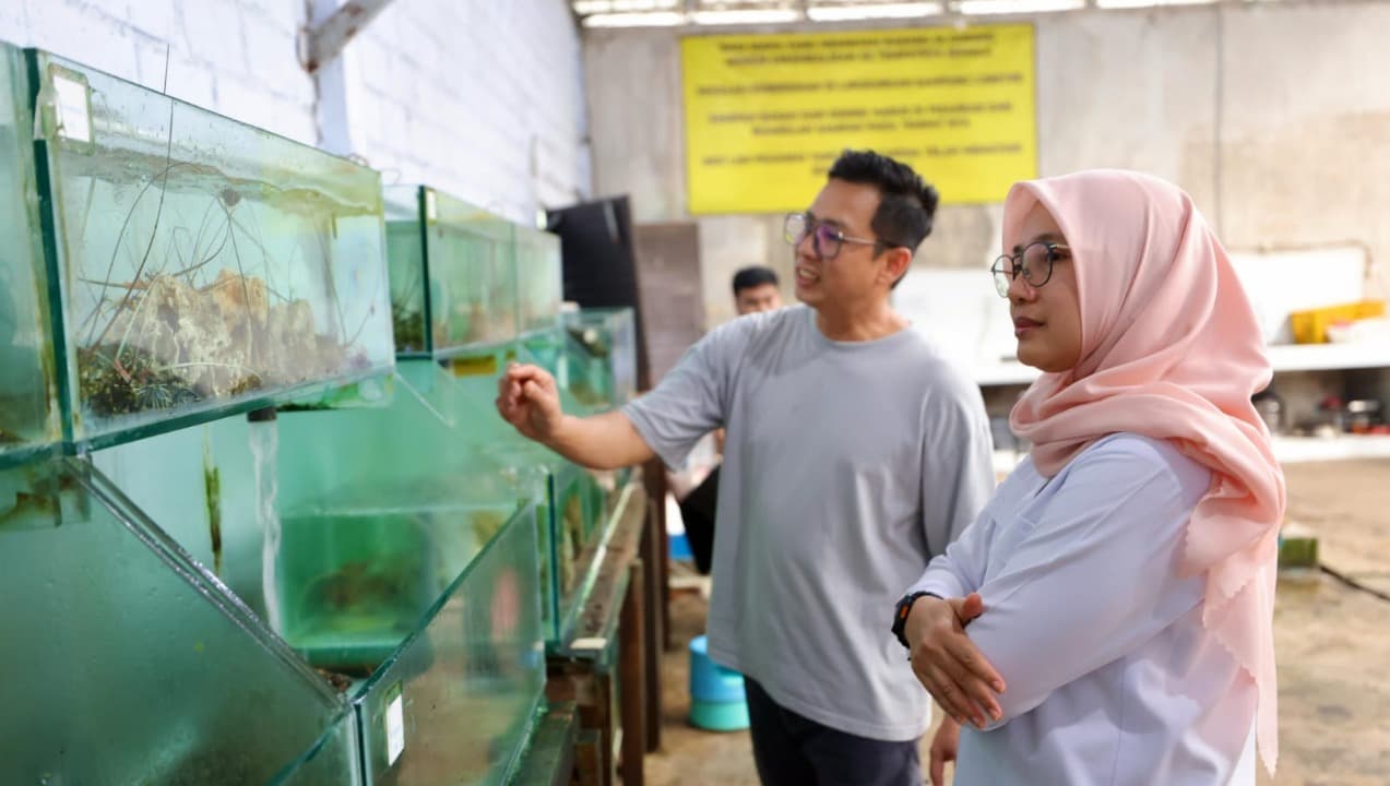 Kampung Lobster Banyuwangi, Sukses Budidaya Lobster Hingga Ekspor ke Tiongkok