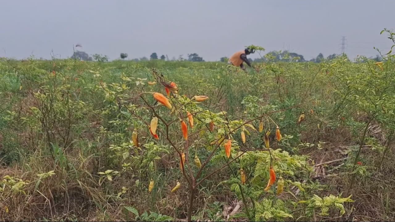 Curah Hujan Tinggi Rusak Tanaman Cabai, Hasil Panen Petani di Kediri Turun 50 Persen