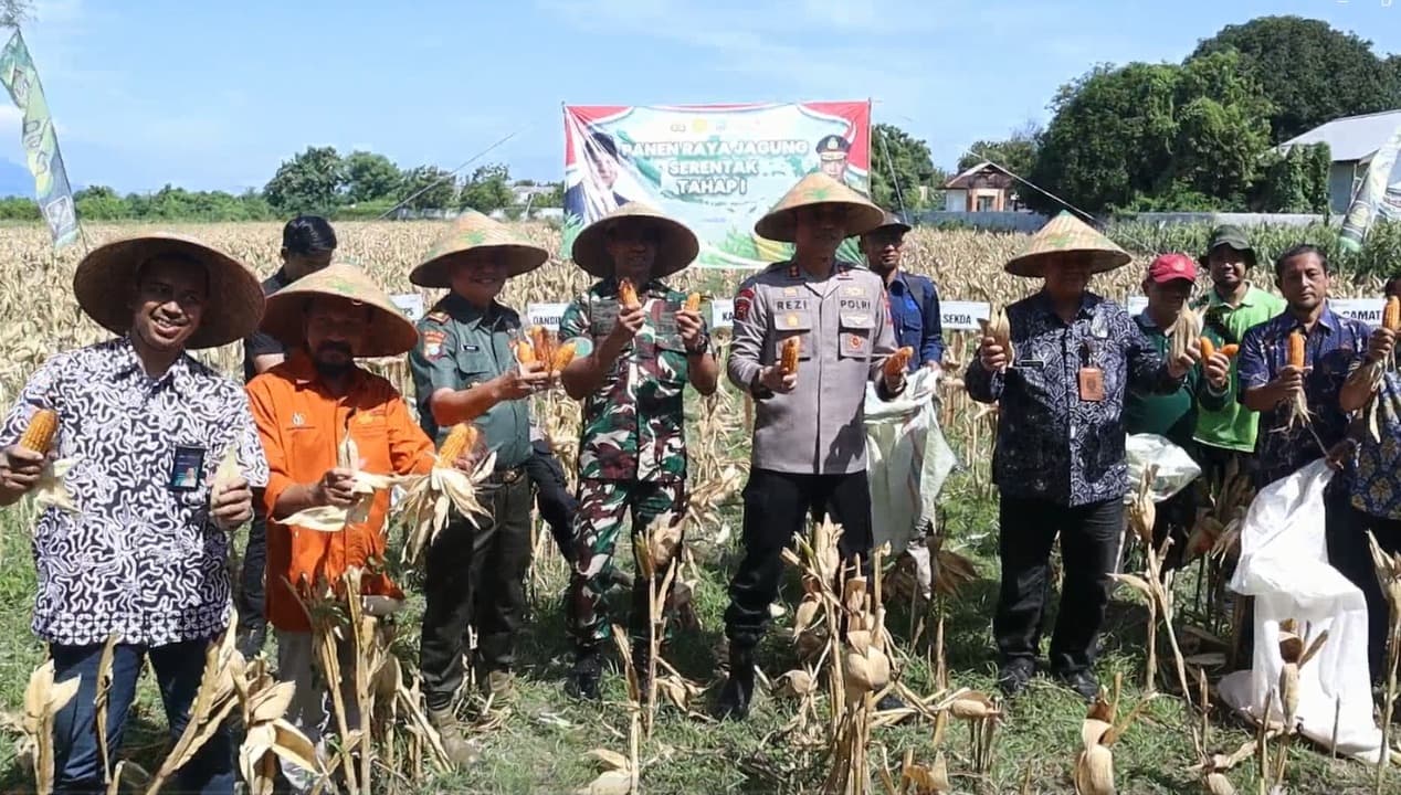 Dispertangan Situbondo Siapkan Ribuan Hektar Lahan Ditanami Jagung