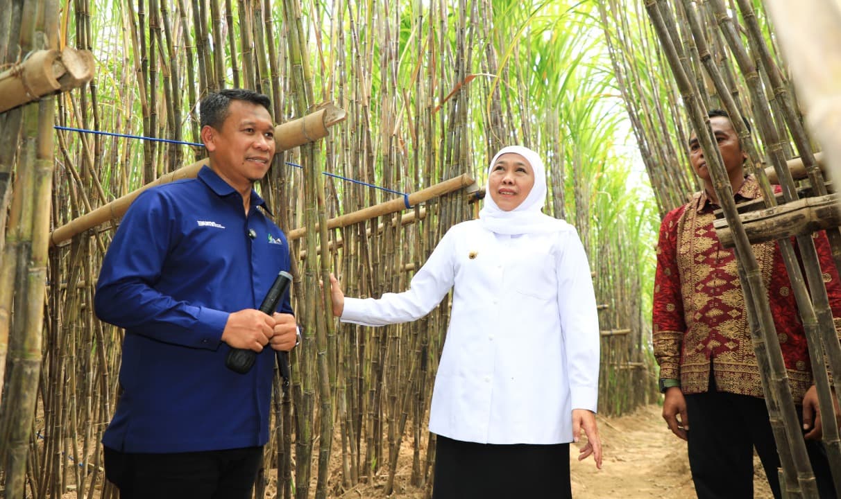 Gubernur Khofifah Luncurkan KUR Khusus Petani Tebu Jatim