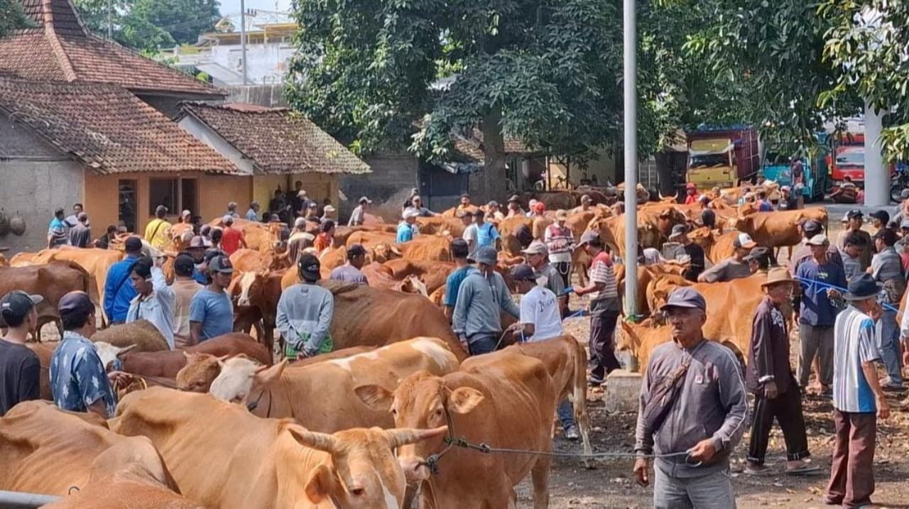 Stok Hewan Kurban di Banyuwangi Melimpah