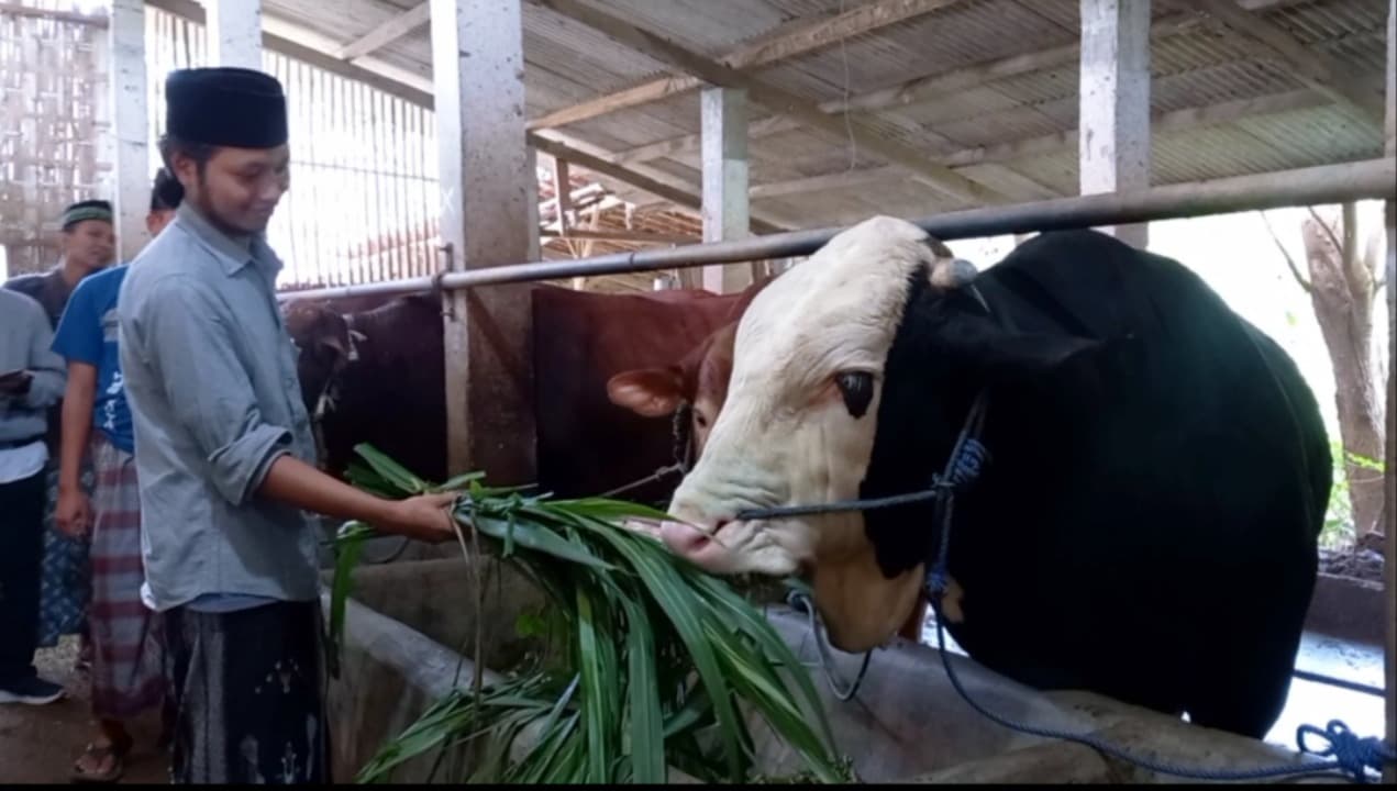 Buleleng, Sapi Kurban Presiden Prabowo di Pamekasan