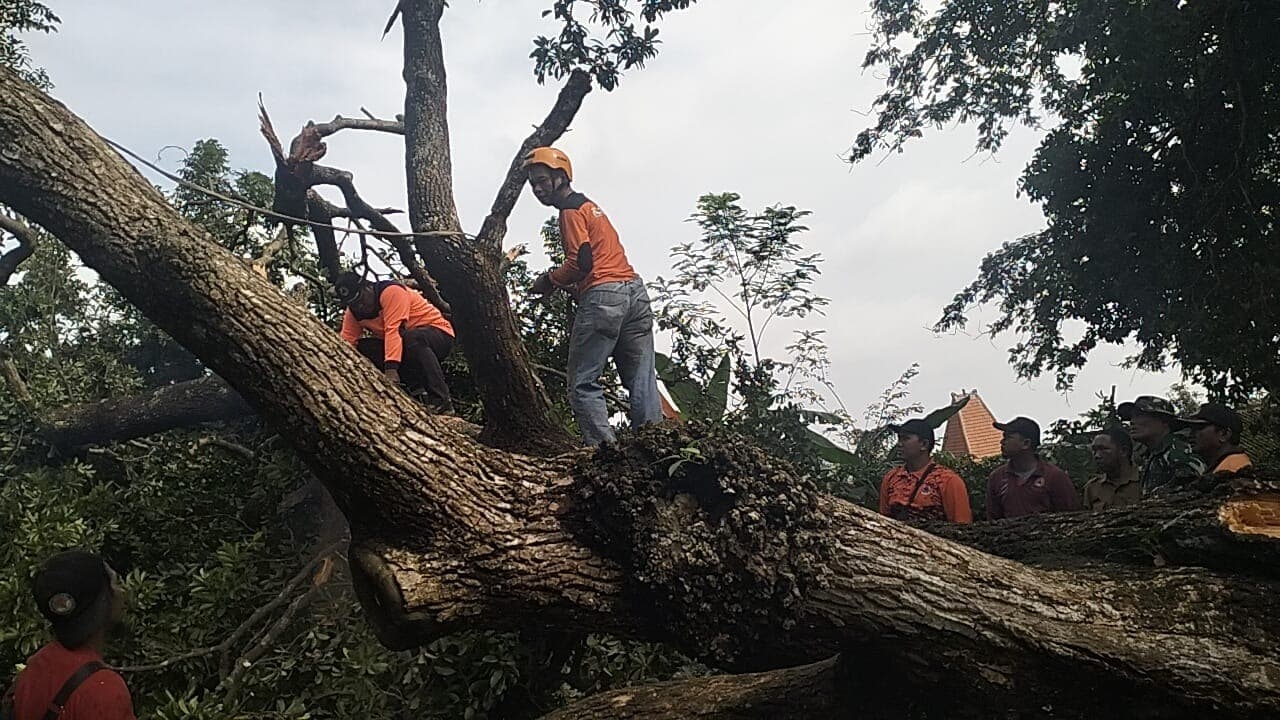 Pohon Tumbang Timpa Garasi dan Mobil di Trawas Mojokerto