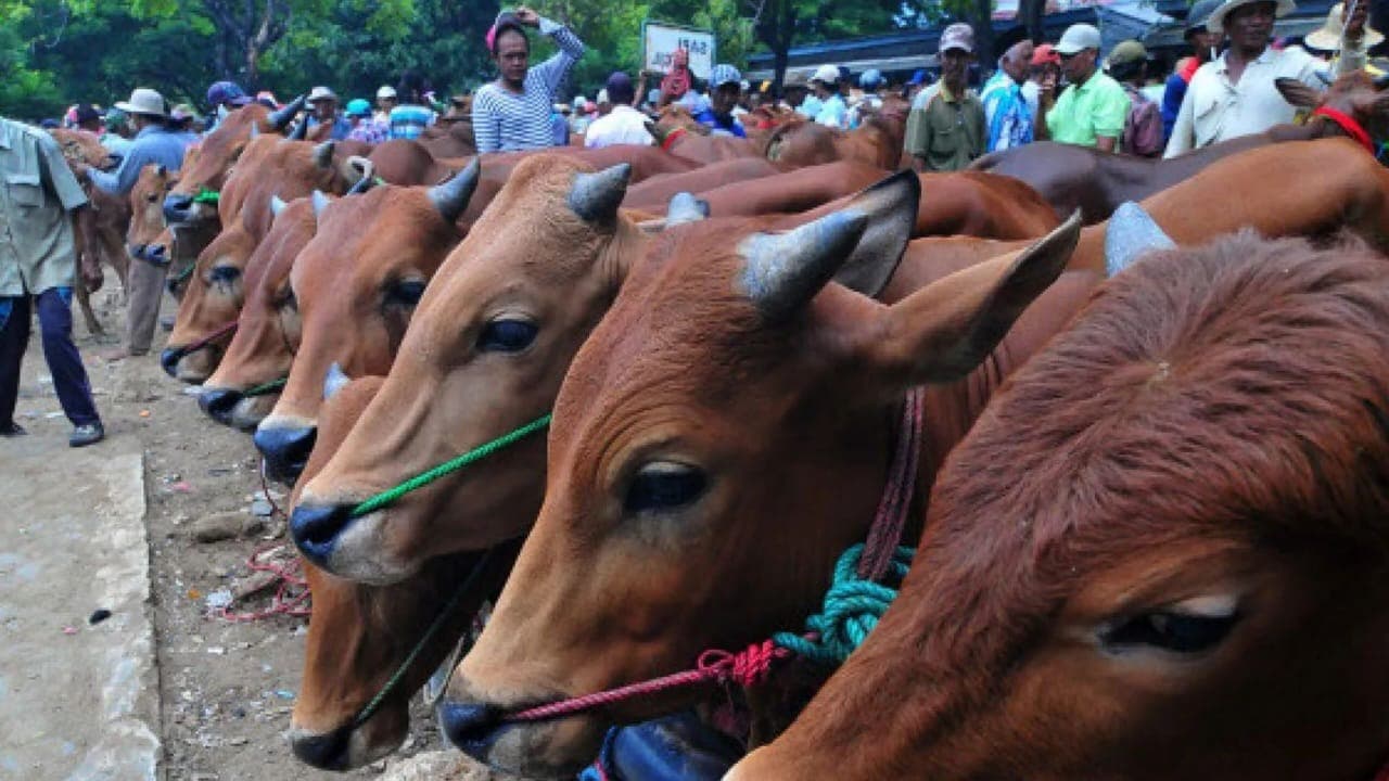 Ancaman Penyakit Hewan, DPRD Pacitan Minta DKPP Tak Lengah Jelang Idul Adha
