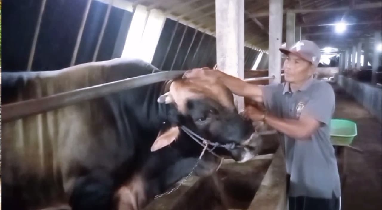 Peternak Sapi Pakai Pelet Khusus Untuk Jaga Kualitas Hewan Kurban