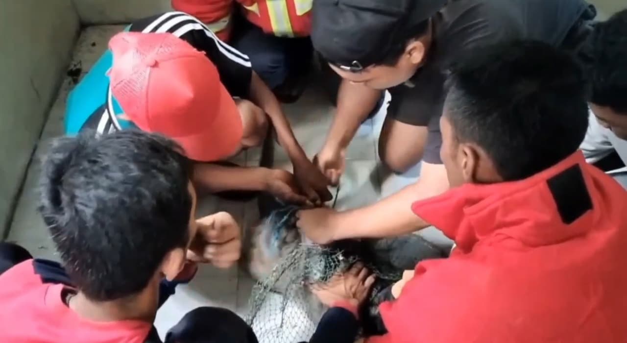 Lagi, Monyet Liar Serang Warga Ditangkap Damkar