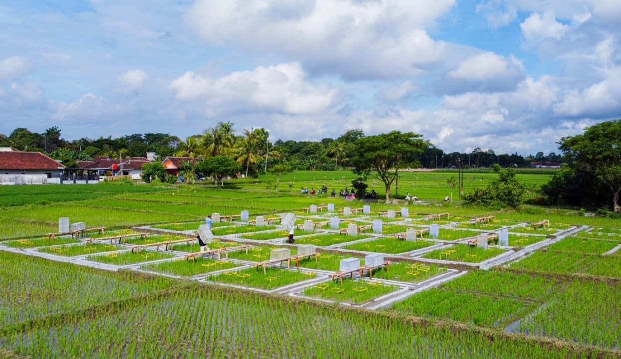 Dibudidaya dengan Teknologi Ramah Lingkungan Banyuwangi Kembangkan Beras Bernutrisi "Biofortifikasi"