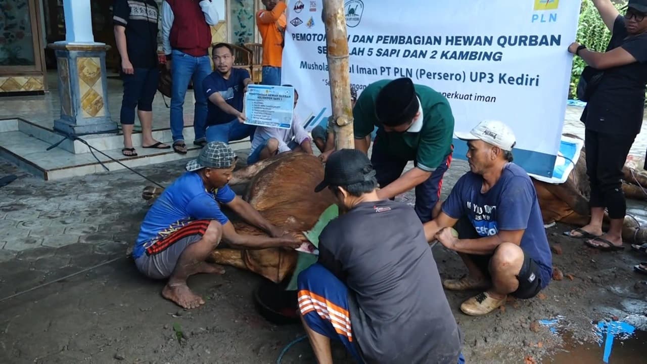 PLN UP3 Kediri Kurban 5 Sapi dan 2 Kambing di Hari Raya Idul Adha 1446 H