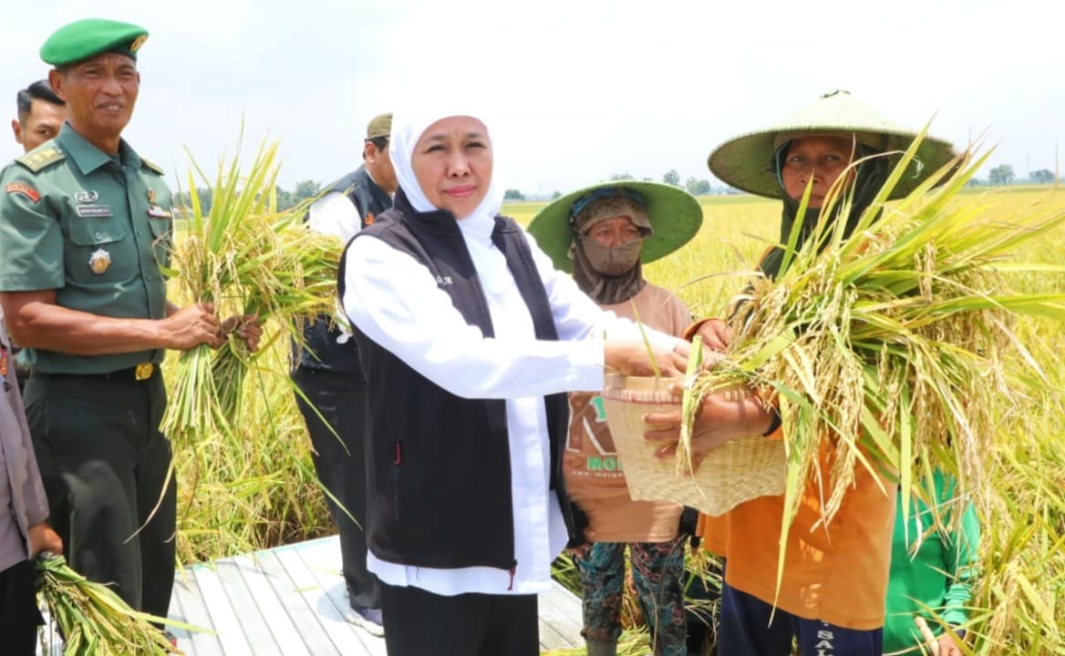 Potensi Produksi Padi Januari-Juli 2025 Hampir 9 Juta Ton GKP, Gubernur Khofifah Optimis Jatim Wujudkan Kedaulatan Pangan