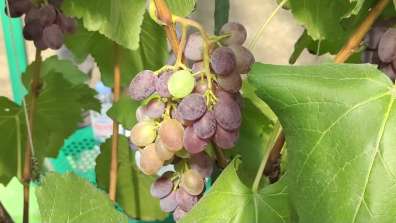 Warga Kediri Dirikan Kampung Anggur untuk Kurangi Ketergantungan Buah Impor