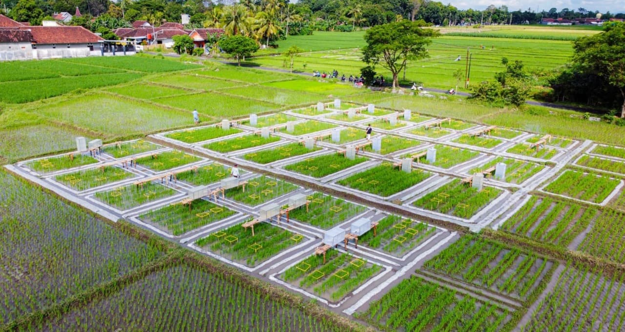 Banyuwangi Kembangkan Ekosistem Industrialisasi Beras Biofortifikasi "Sunwangi"