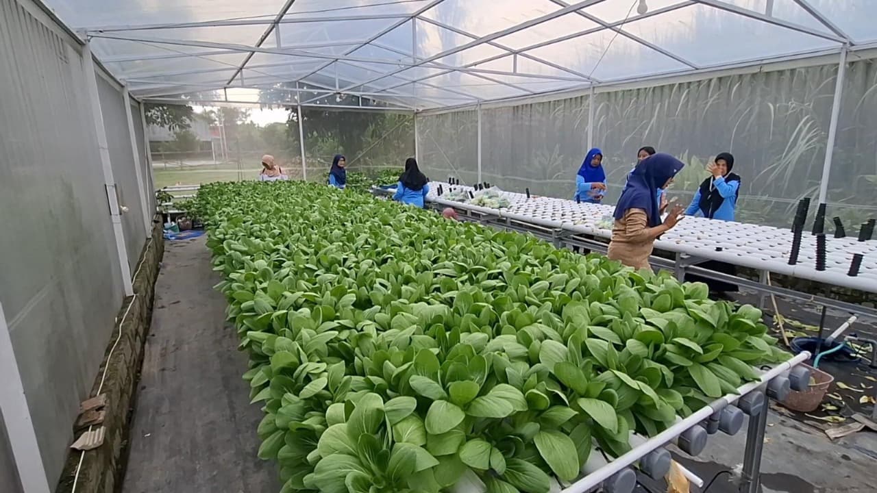 Kelompok Wanita Tani di Kediri Sukses Ubah Lahan Kosong Jadi Kebun Hidroponik