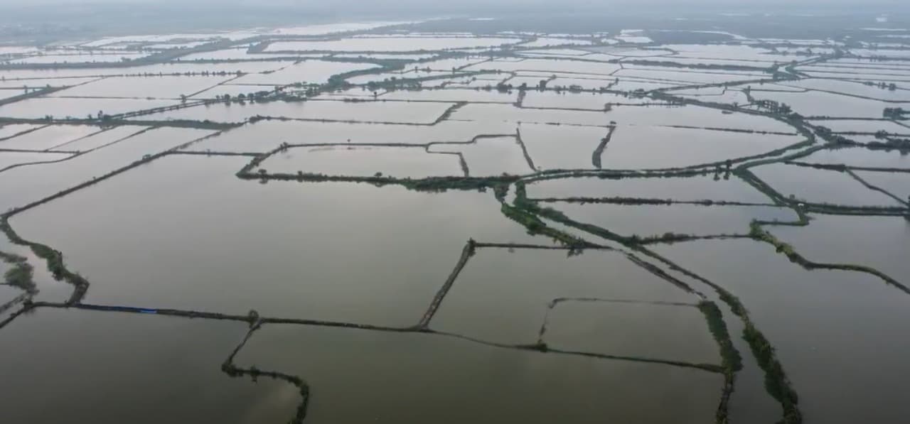 7.000 Hektar Lahan Pertanian di Kabupaten Tuban Terendam Banjir