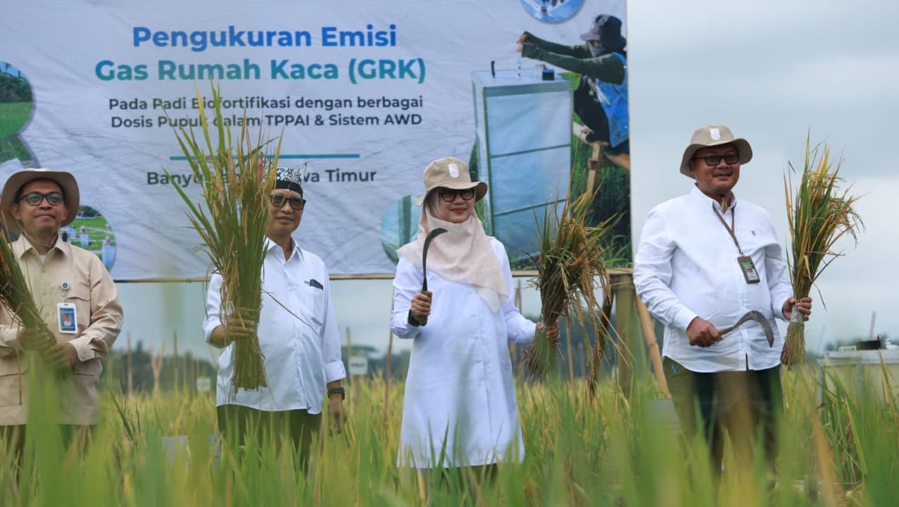 Banyuwangi Resmi Luncurkan "Sunwangi" Beras Biofortifikasi Bernutrisi Tinggi dan Pertama di Indonesia