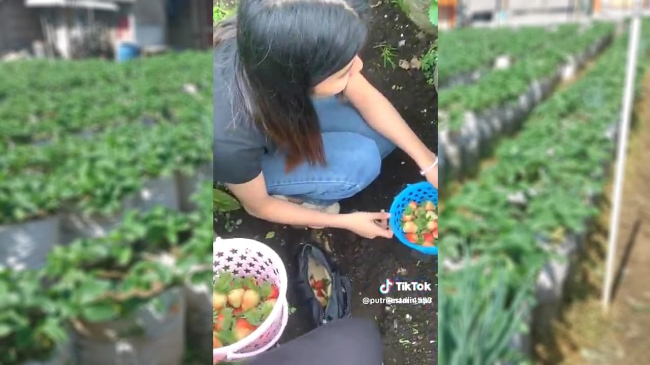 Viral Video Remaja Petik Stroberi Masukkan ke Tas, Pedagang Resah