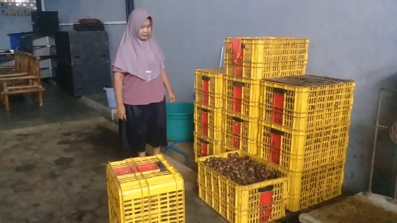 Pengusaha Keong Asal Banyuwangi Alami Peningkatan