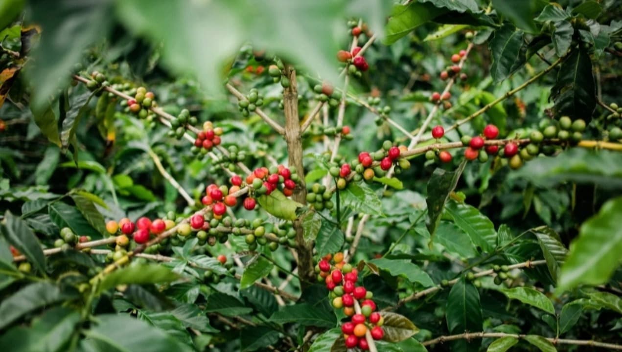 Kopi Nawangan, Warisan Kolonial yang Kini Jadi Andalan Agrowisata Pacitan